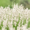 Lawenda wąskolistna 'Arctic Snow' – sadzonka